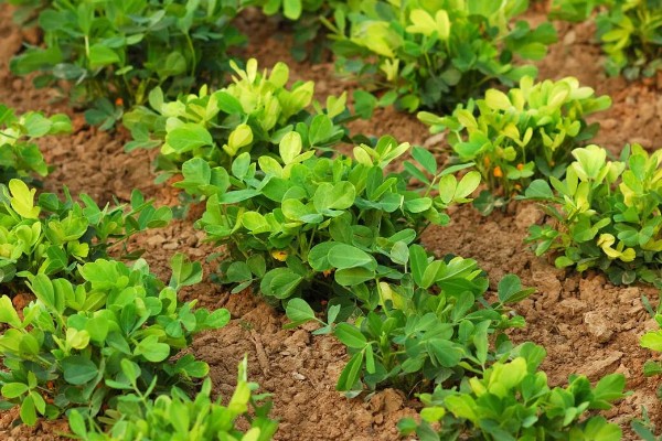 种植花生要注意什么，地温超过15℃才能播种
