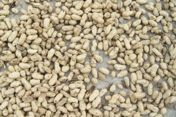 种植花生要注意什么，地温超过15℃才能播种