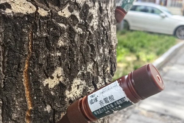 天牛有毒吗，天牛通常没有毒