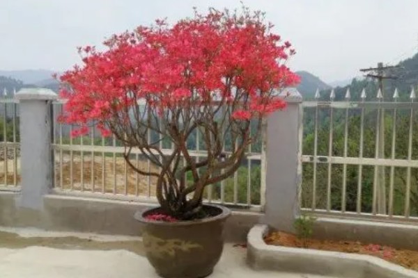 映山红的移栽时间,具体时间为四月份前后