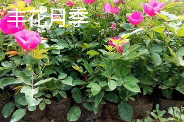 月季有哪些品种，常见丰花月季、龙沙宝石等种类