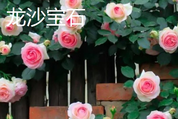 月季有哪些品种，常见丰花月季、龙沙宝石等种类