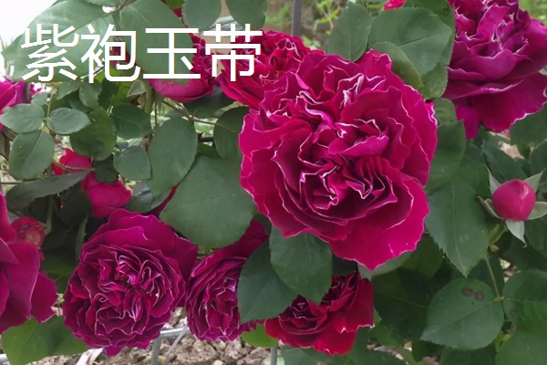 月季有哪些品种，常见丰花月季、龙沙宝石等种类