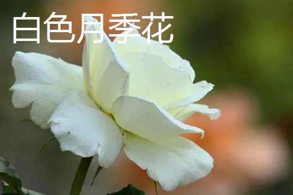 月季有哪些品种，常见丰花月季、龙沙宝石等种类