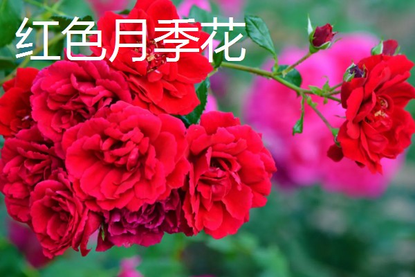 月季有哪些品种，常见丰花月季、龙沙宝石等种类