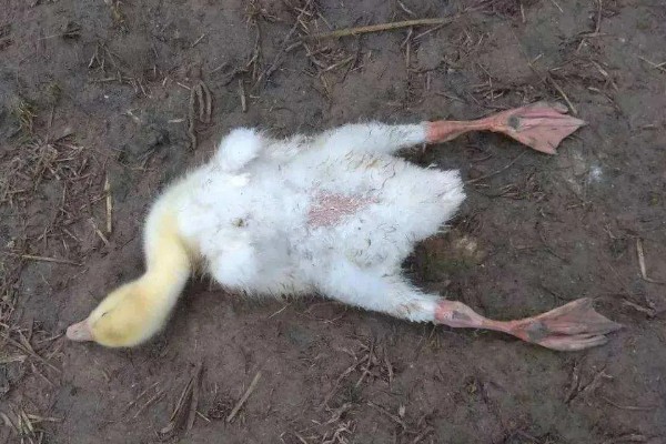 鸭子为什么瘫痪，可能是缺钙、患有传染病等因素所致