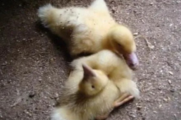 鸭子为什么瘫痪，可能是缺钙、患有传染病等因素所致