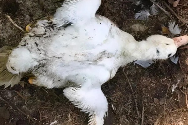 鸭子为什么瘫痪，可能是缺钙、患有传染病等因素所致