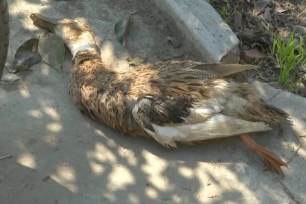鸭子为什么瘫痪，可能是缺钙、患有传染病等因素所致