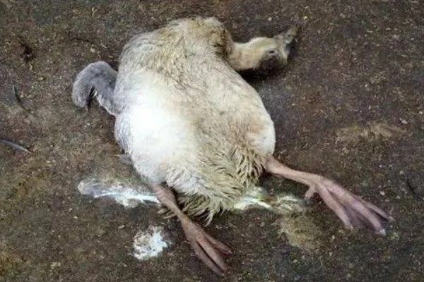 鸭子为什么瘫痪，可能是缺钙、患有传染病等因素所致