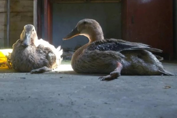 鸭子为什么瘫痪，可能是缺钙、患有传染病等因素所致
