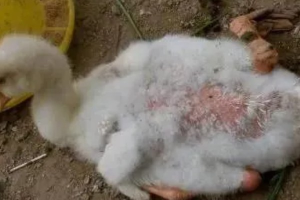 鸭子为什么瘫痪，可能是缺钙、患有传染病等因素所致