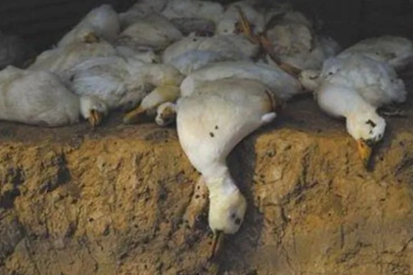 鸭子为什么瘫痪，可能是缺钙、患有传染病等因素所致