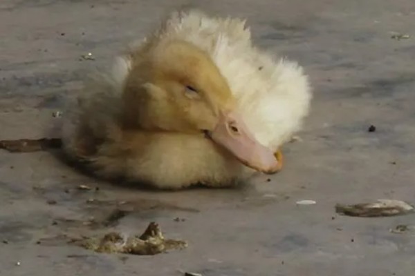 鸭子为什么瘫痪，可能是缺钙、患有传染病等因素所致