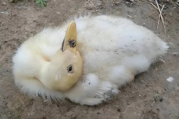鸭子为什么瘫痪，可能是缺钙、患有传染病等因素所致