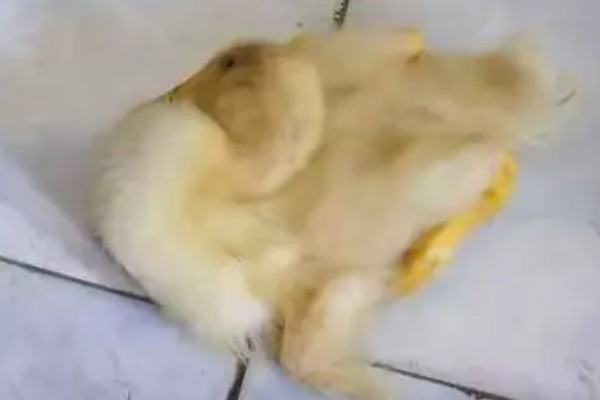 鸭子为什么瘫痪，可能是缺钙、患有传染病等因素所致