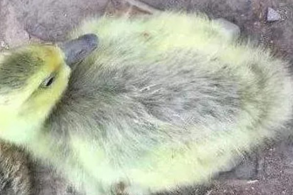 鸭子为什么瘫痪，可能是缺钙、患有传染病等因素所致