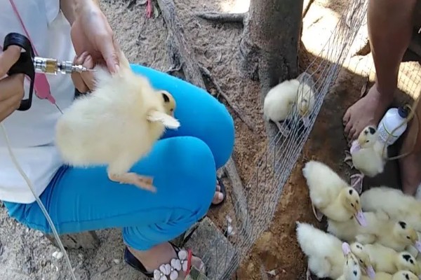 鸭子为什么瘫痪，可能是缺钙、患有传染病等因素所致