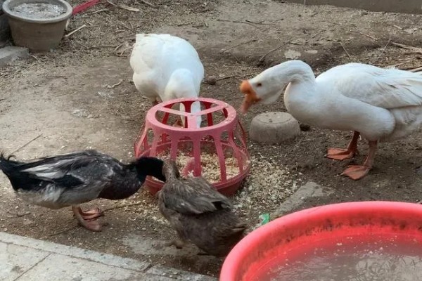 鸭子为什么瘫痪，可能是缺钙、患有传染病等因素所致