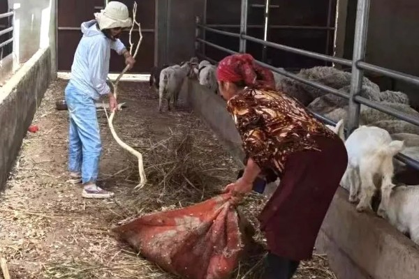 奶羊永久有奶吗，如果不行配种的话一年四季都产奶