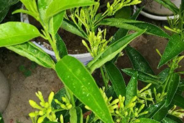 夜来香的养殖方法,每隔10-15天追肥一次