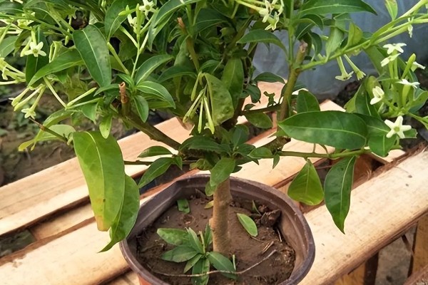 夜来香的养殖方法,每隔10-15天追肥一次