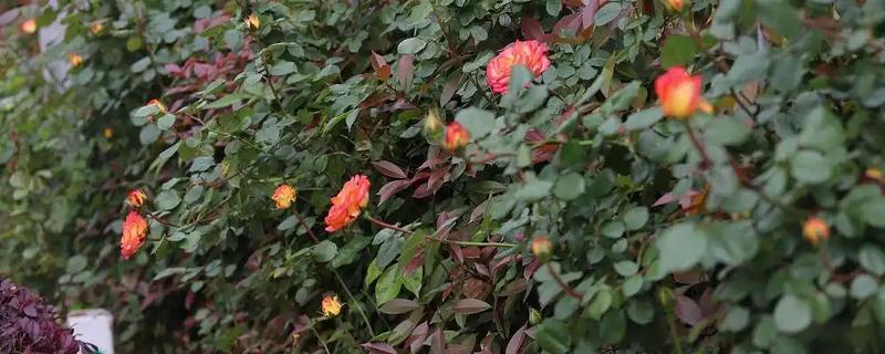 四季红木香月季全年开花吗，开花时间为5-9月份