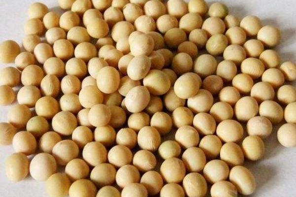 冀豆21大豆种子简介，根据肥力一般亩保苗67万株