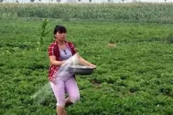 花生的高产要点,结荚期可喷施尿素和过磷酸钙