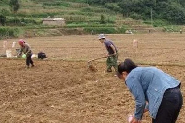 花生的高产要点,结荚期可喷施尿素和过磷酸钙