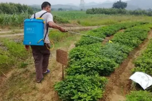 花生的高产要点,结荚期可喷施尿素和过磷酸钙