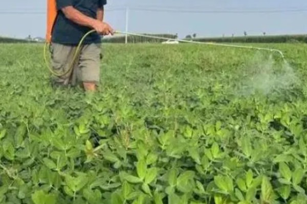 花生的高产要点,结荚期可喷施尿素和过磷酸钙
