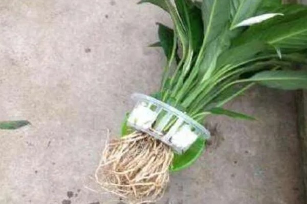 白鹤芋怎么养殖,平时要让它接受明亮温暖的散射光