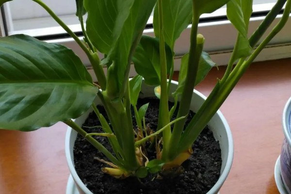 白鹤芋怎么养殖,平时要让它接受明亮温暖的散射光