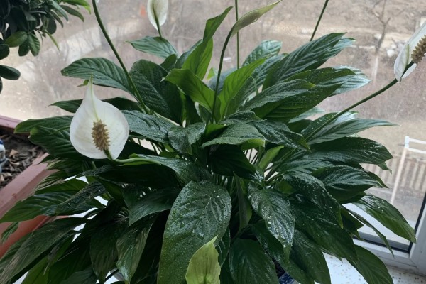 白鹤芋怎么养殖,平时要让它接受明亮温暖的散射光
