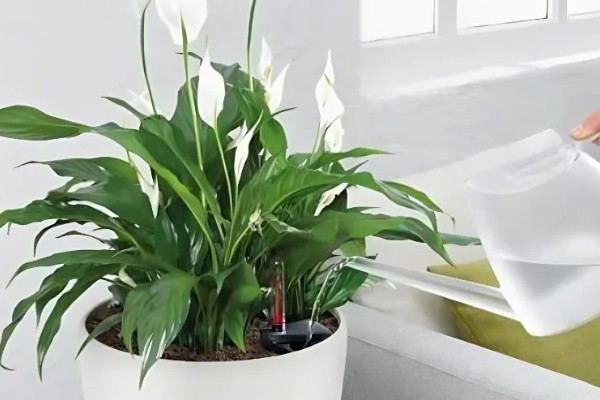 白鹤芋怎么养殖,平时要让它接受明亮温暖的散射光