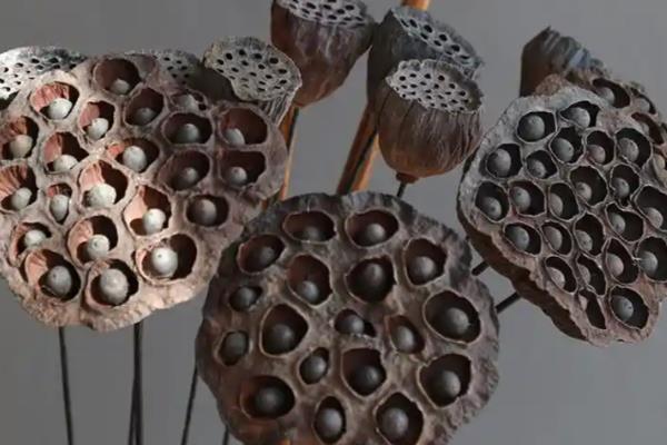 干莲蓬适合插几支，一支、三支、十支都很合适