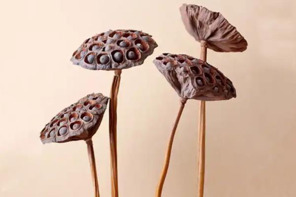 干莲蓬适合插几支，一支、三支、十支都很合适