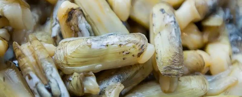 蛏子简介，是常见的食用型贝类