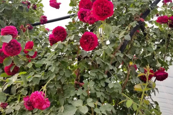 四季红木香月季全年开花吗，开花时间为5-9月份