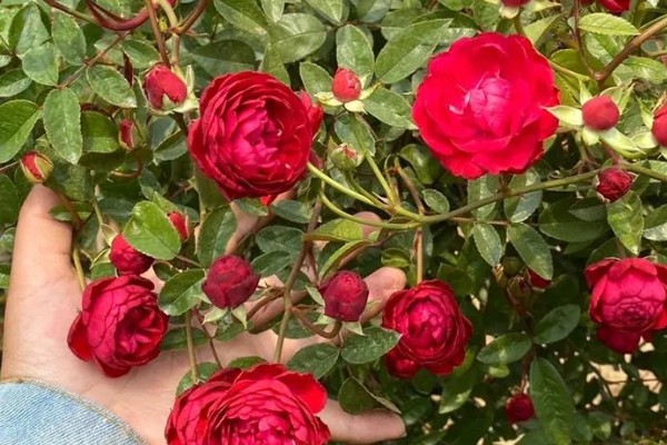 四季红木香月季全年开花吗，开花时间为5-9月份
