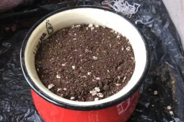 四季红木香月季全年开花吗，开花时间为5-9月份