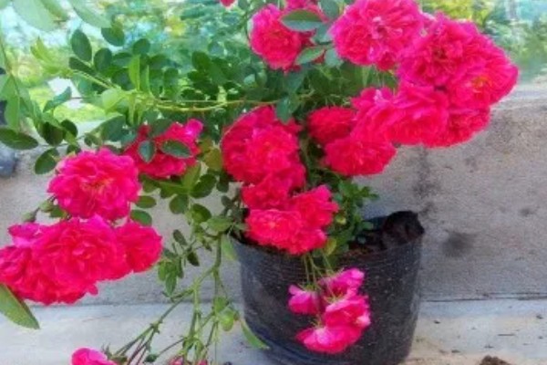 四季红木香月季全年开花吗，开花时间为5-9月份