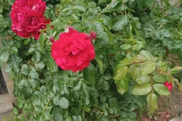 四季红木香月季全年开花吗，开花时间为5-9月份