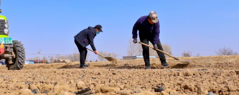 小麦播种过深怎么办，搂土可以降低播种深度