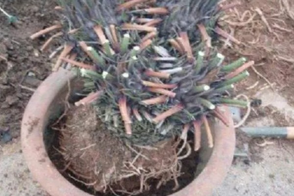 龙铁树怎么养殖,春秋季节每隔4-5天浇一次水
