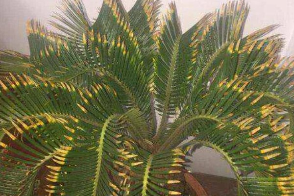 龙铁树怎么养殖,春秋季节每隔4-5天浇一次水