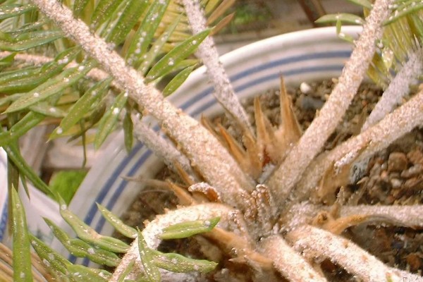 龙铁树怎么养殖,春秋季节每隔4-5天浇一次水