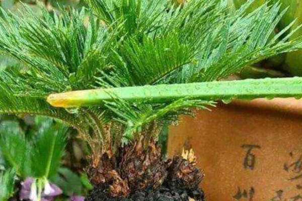 龙铁树怎么养殖,春秋季节每隔4-5天浇一次水