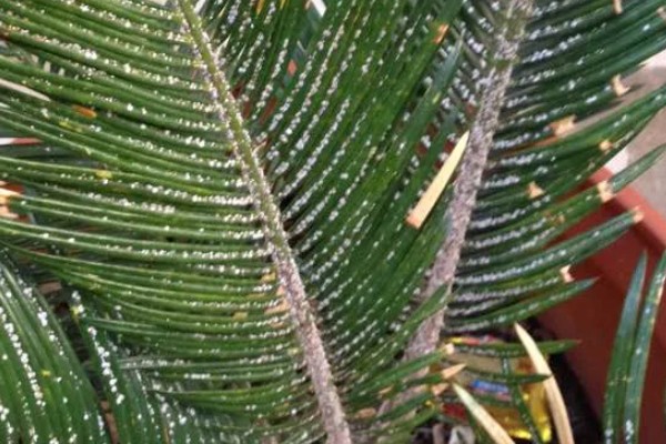 龙铁树怎么养殖,春秋季节每隔4-5天浇一次水
